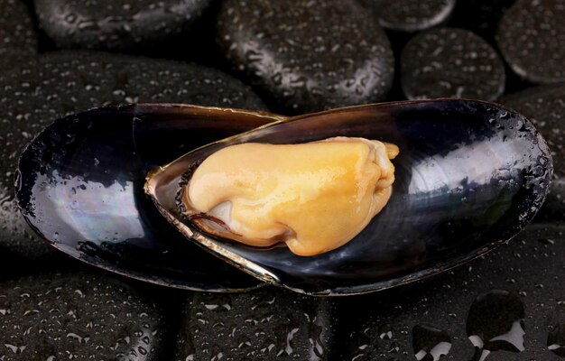 Moule en coquille sur pierres libre