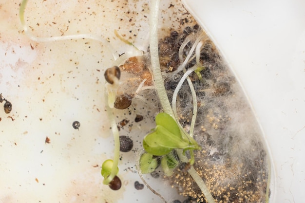 Moule et grains germés dans une fourmilière en acrylique
