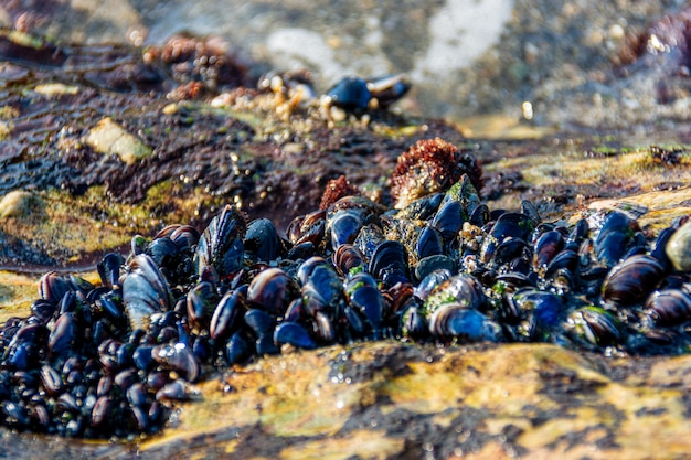 Moules bleues