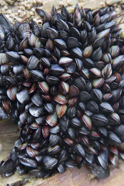 Moules à Cathedral Beach, Galice, Espagne