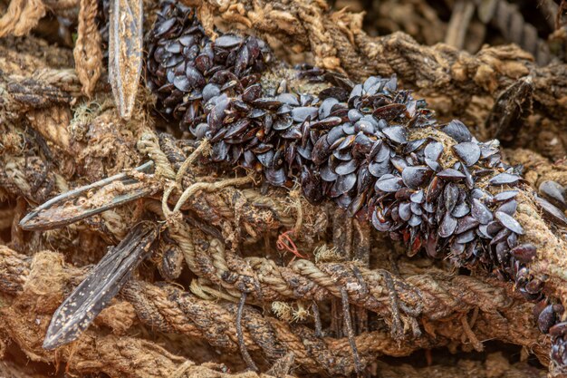 Moules sur corde d'herbe en sparte