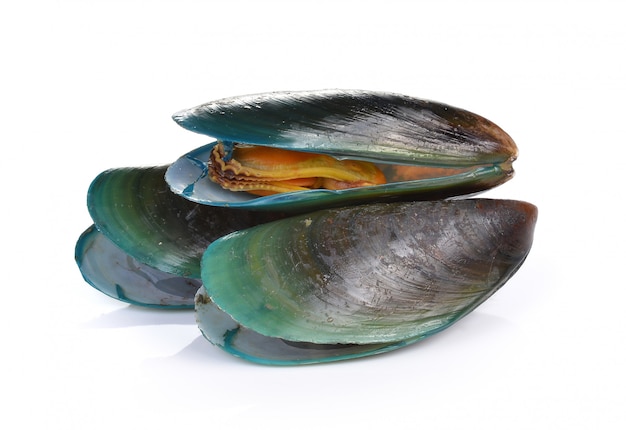 Moules isolés sur fond blanc