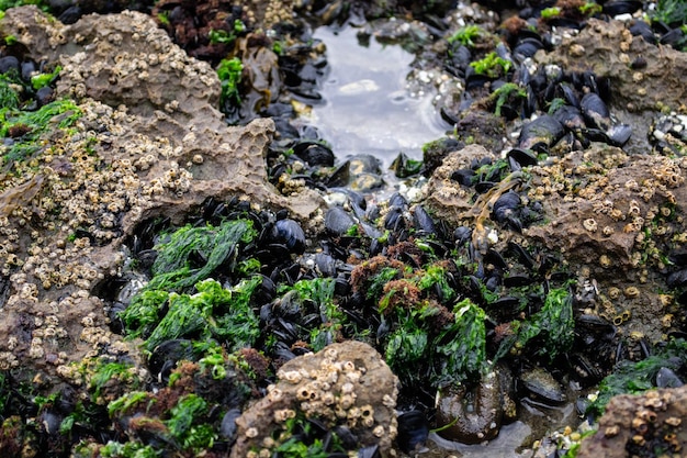 Moules sur les rochers au bord de l'océan