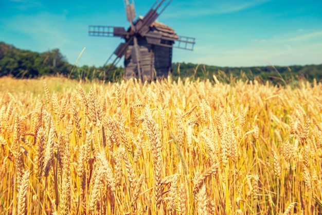 Moulin sur le champ de blé avec ciel bleu