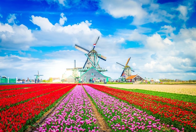 Moulin à vent hollandais au-dessus du champ de tulipes