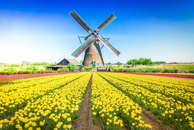 Moulin à vent hollandais au-dessus du champ de tulipes