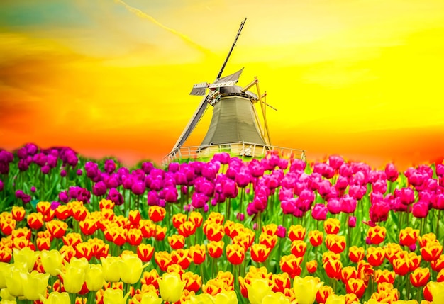 Moulin à vent hollandais au-dessus du champ de tulipes