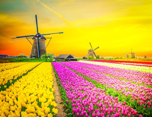 Moulin à vent hollandais sur le champ de tulipes jaunes colorées au coucher du soleil, Hollande