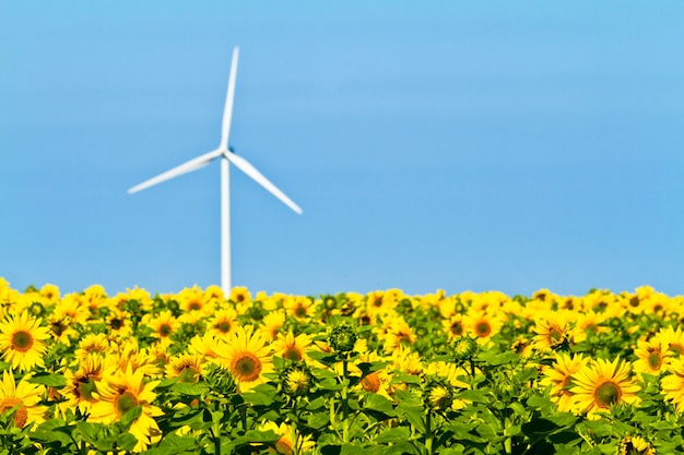 Moulins à vent et tournesols