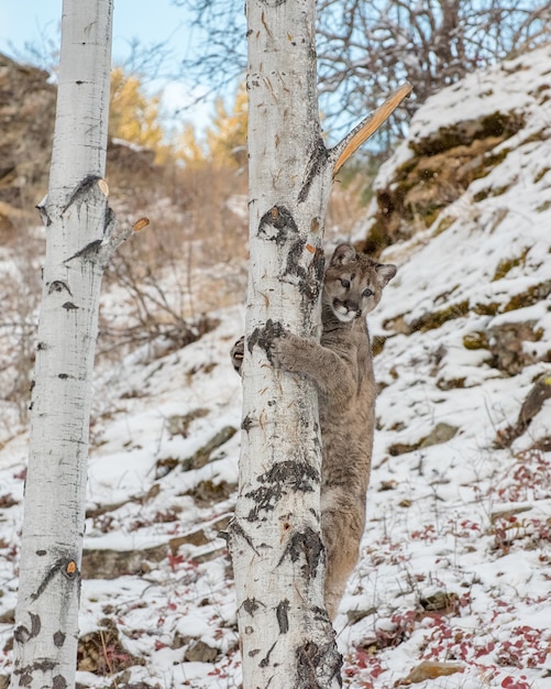 Mountain Lion Cub escalade un bouleau en hiver