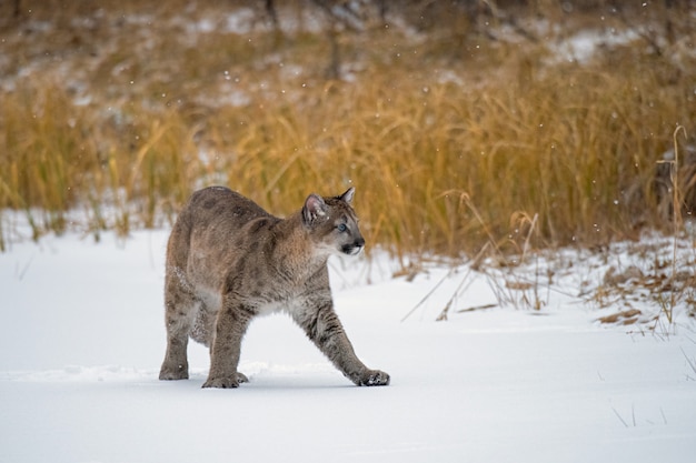 Mountain Lion Cub marchant sur l'étang gelé