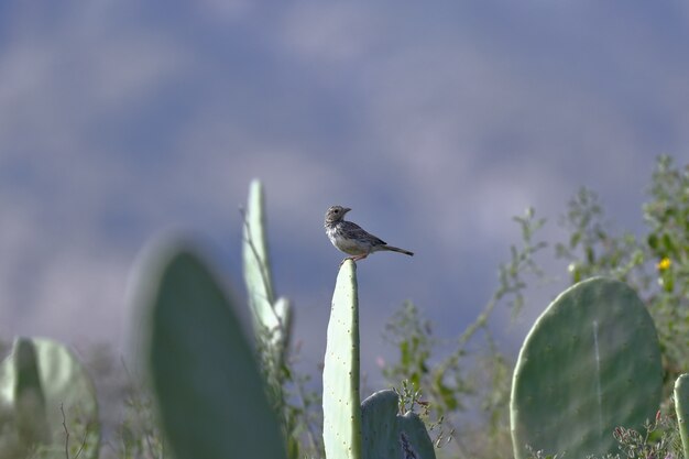 MOURNING SIERRA FINCH