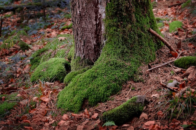 Mousse sur arbre forestier