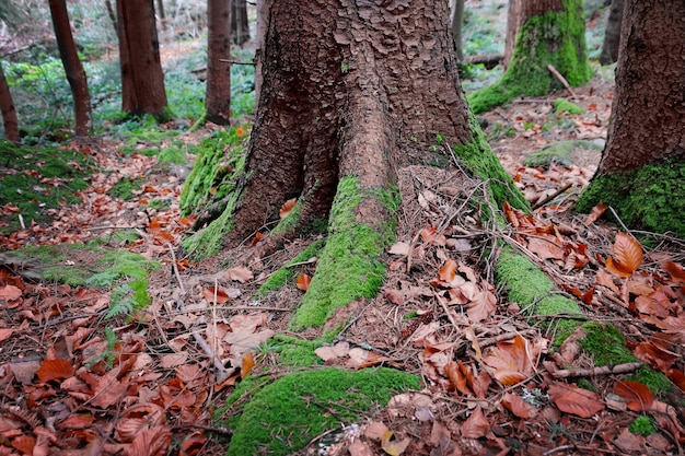 Mousse sur arbre forestier