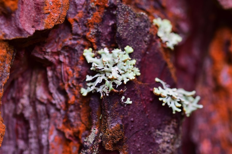 Photo la mousse sur un arbre