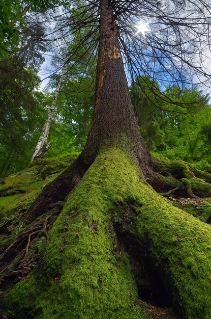 Mousse sur l&#39;arbre