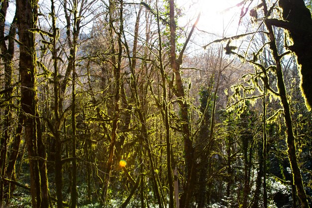 Mousse sur les arbres de la forêt, parc national, l'hiver du bosquet de buis à Sotchi, en Russie. 5 janvier 2021