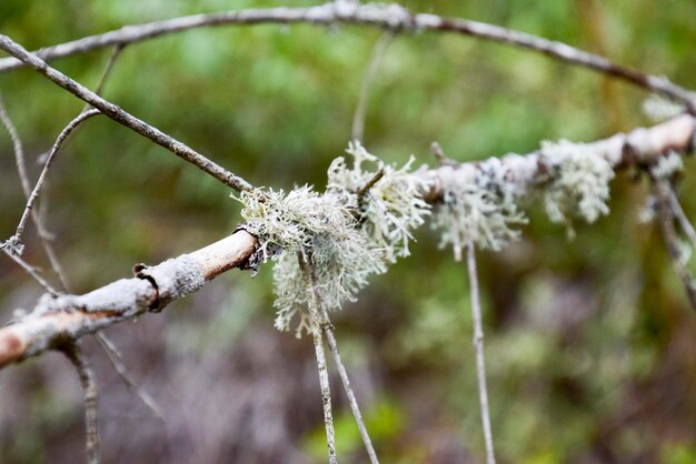 Photo la mousse sur une branche d'arbre la mousse verte sur une bran che morte