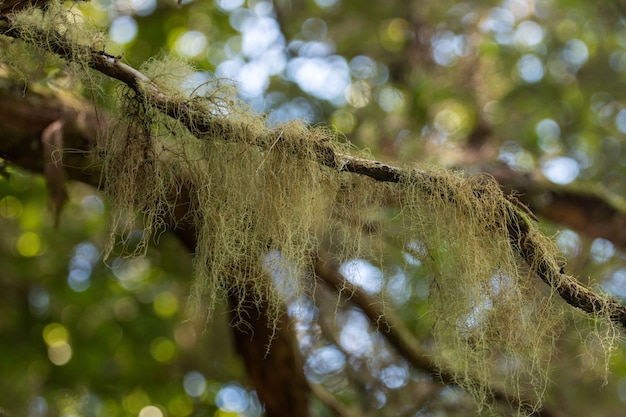 mousse sur une branche à l&#39;ombre d&#39;un arbre