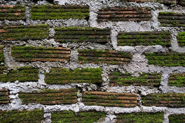 Mousse sur des briques sales sur le mur pour le fond.