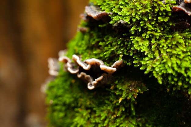 Mousse et champignons sur l'arbre