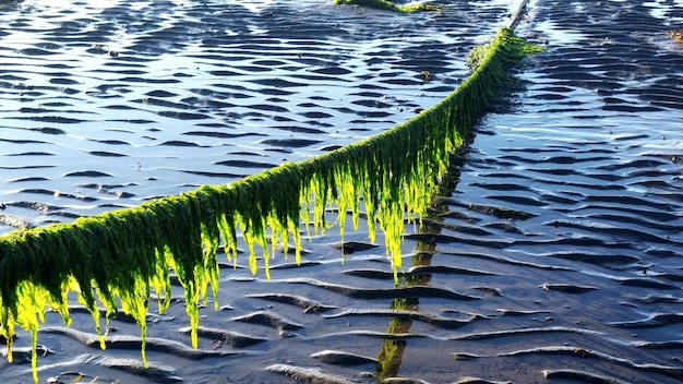 La mousse sur une corde suspendue au-dessus du sable