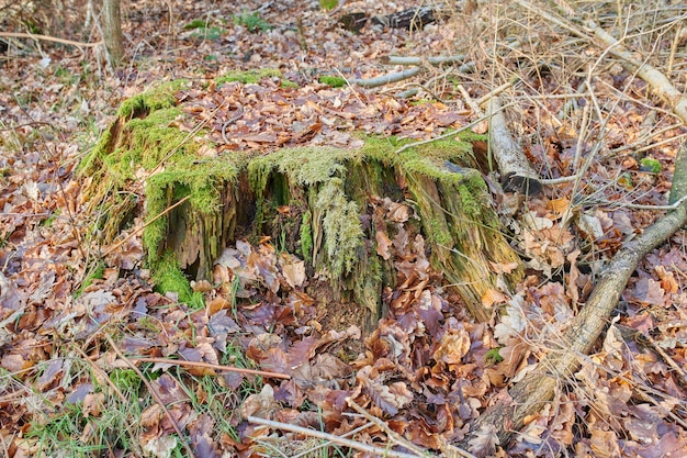 Mousse couvrant une souche d'arbre de hêtre dans une campagne de prairies forestières isolées Bois avec des branches couvertes d'algues dans un paysage calme et serein tranquille Découvrir mère nature avec des feuilles mortes d'automne