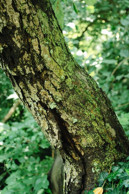 La mousse sur l'écorce des arbres