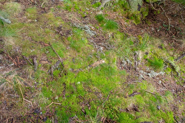 Mousse, herbe et végétation en forêt dans le parc national de Bucegi