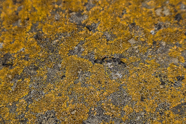 La mousse jaune-gris sur le vieux béton