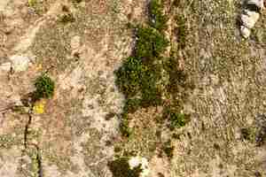 Photo mousse et lichen sur l'écorce