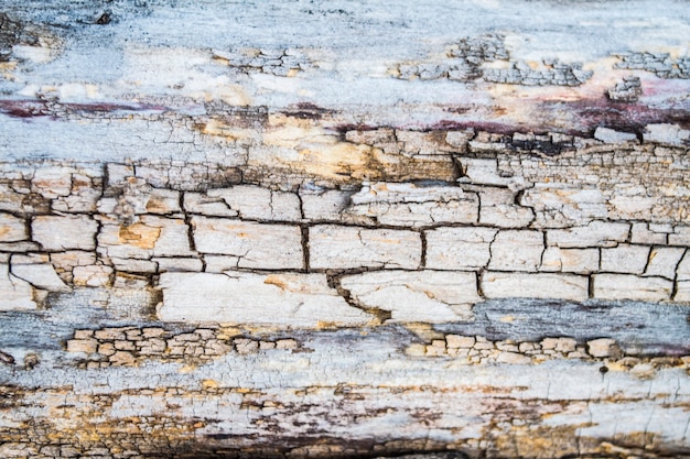 Mousse et lichen multicolores sur le chêne en bois de tronc d'écorce