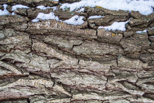 Mousse Et Lichen Multicolores Sur Le Chêne En Bois De Tronc D'écorce