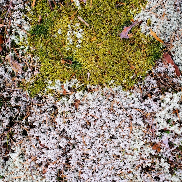 Mousse et lichen sur le vieux mur