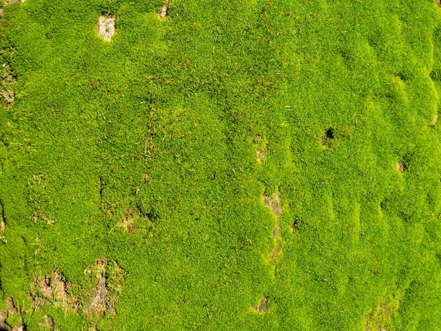 Mousse de mousse douce vert vif sur un tronc d'arbre Gros plan de la surface d'un arbre Fond d'éléments naturels Vieille écorce épaisse