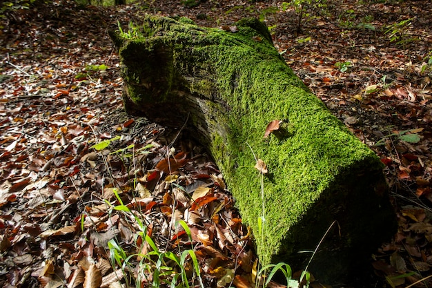 La mousse a poussé sur l'arbre