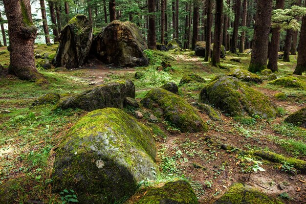 La mousse pousse sur les rochers de la forêt.