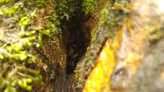 Photo la mousse pousse sur le tronc de l'arbre.