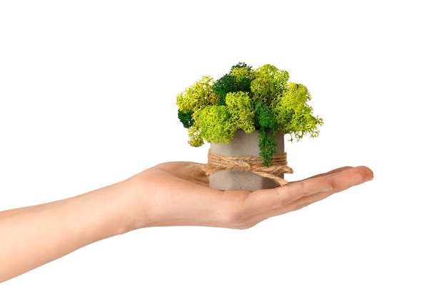 Mousse stabilisée dans un pot de fleurs sur blanc isolé