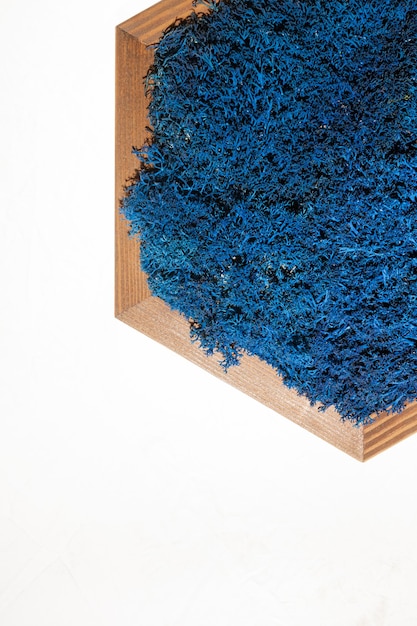 Mousse stérilisée islandaise bleue dans un cadre en bois sur fond blanc
