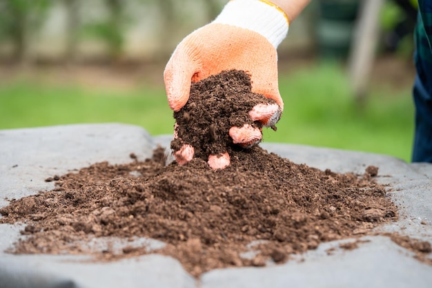 Mousse de tourbe à la main matière organique améliorer le sol pour l'agriculture concept d'écologie de la culture végétale biologique