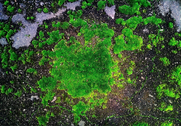 Mousse toxique acide sur le fond de route goudronnée