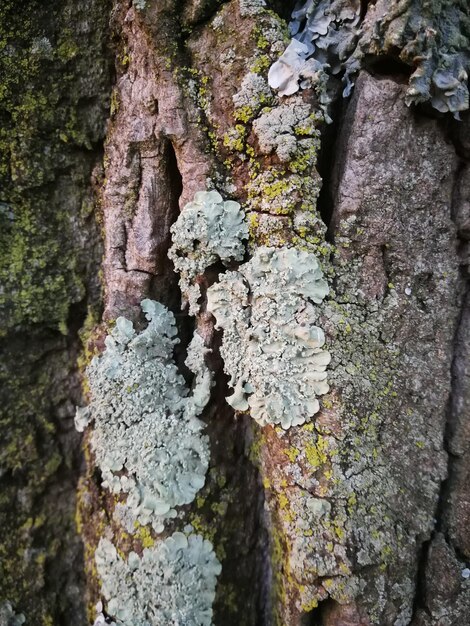 Photo mousse sur le tronc d'arbre