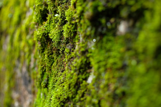 Photo mousse verte après la pluie en automne