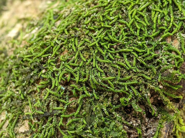 Mousse verte attachée à un tronc d'arbre