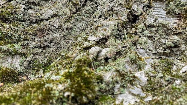 Mousse verte au sol dans la forêt