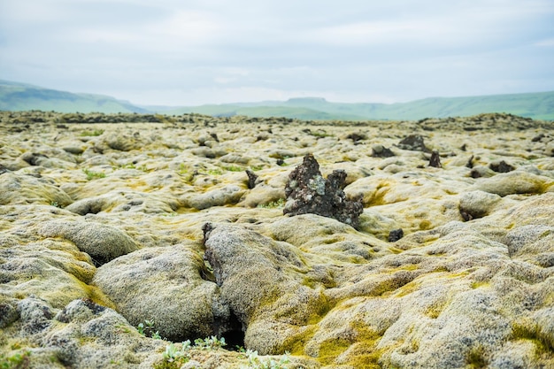 Mousse verte sur le champ de lave volcanique, Islande.