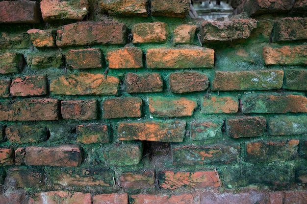 La mousse verte de champignons sur le vieux mur de briques a une texture de fond abstraite