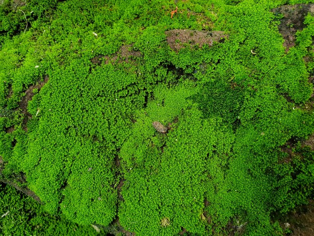 Mousse verte couverte sur la pierre