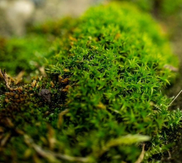 Mousse verte dans la forêt closeup Fond naturel